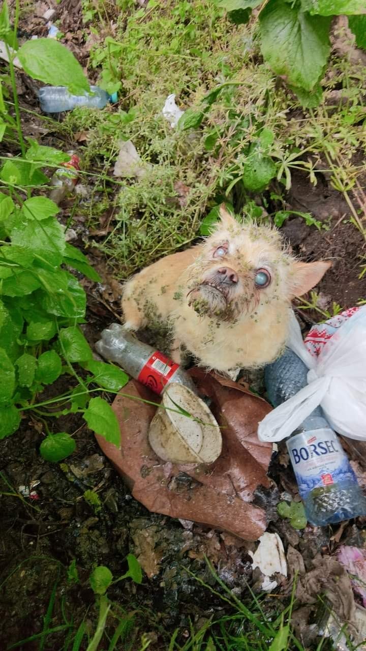 Sadies Dog Rescue