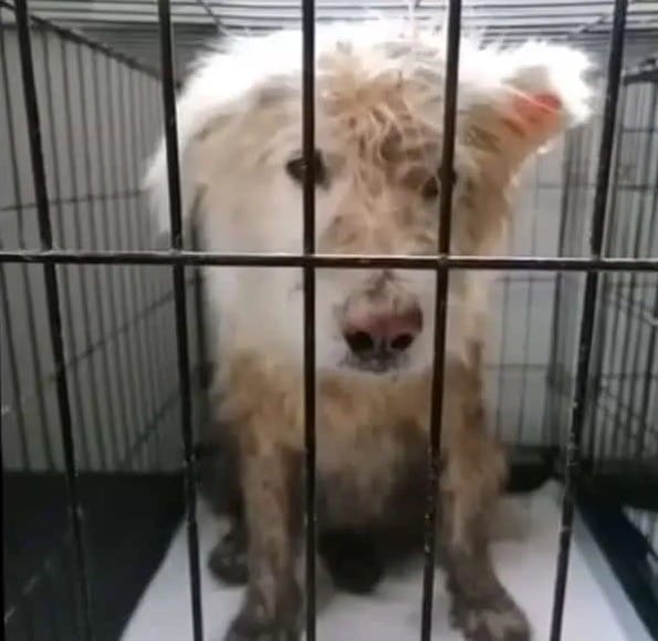 Sadies Dog Rescue