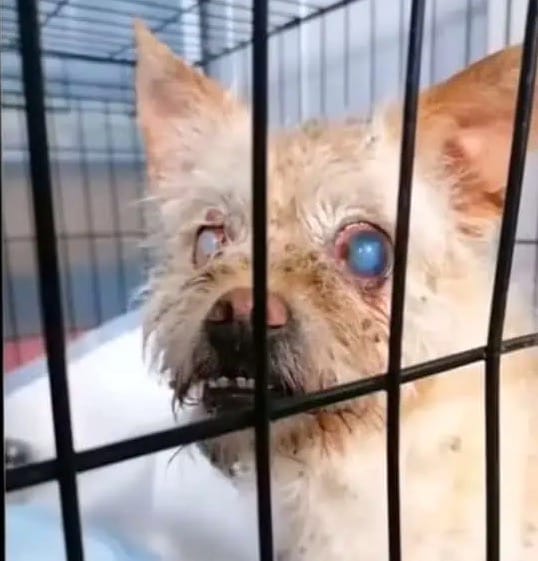 Sadies Dog Rescue