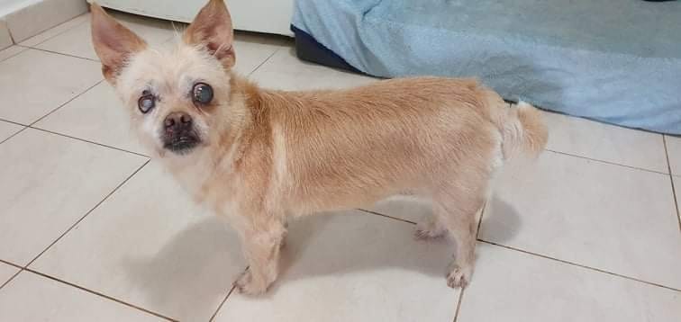 Sadies Dog Rescue