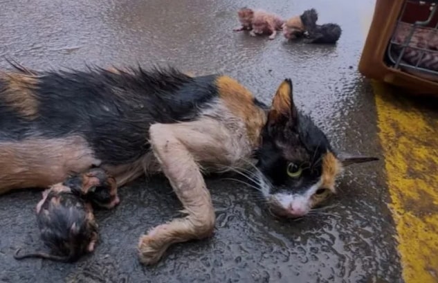 A Heartbreaker: Mama Cat