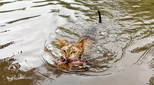 The Heroic Rescue: How a Cat Mother Saved Her Kitten from the Raging Flood