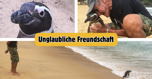 Eine außergewöhnliche Freundschaft: Wie ein Fischer und ein Pinguin über 8.000 Kilometer hinweg zueinander finden