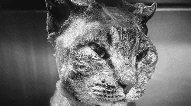 Die Katze, die lebendig verbrannt wurde, hat nicht überlebt: Lebwohl, Tigger