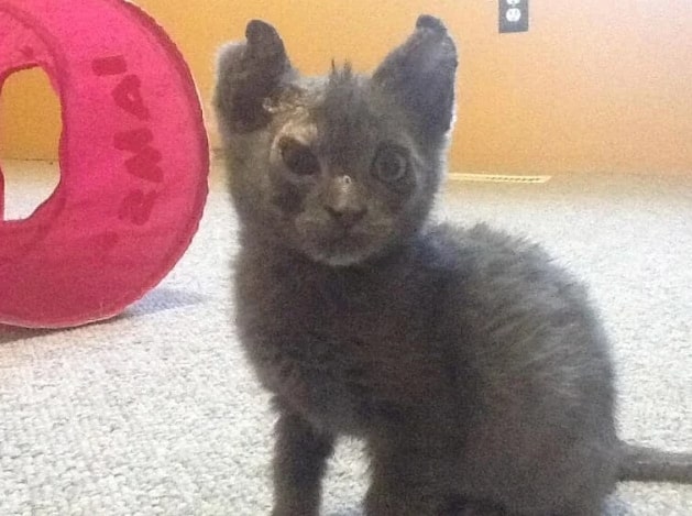 Su Claire / Facebook