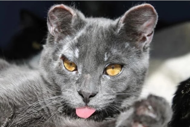 Nur 4 Wochen alt: Im Feuer vergessen – doch das Schlimmste kam erst danach