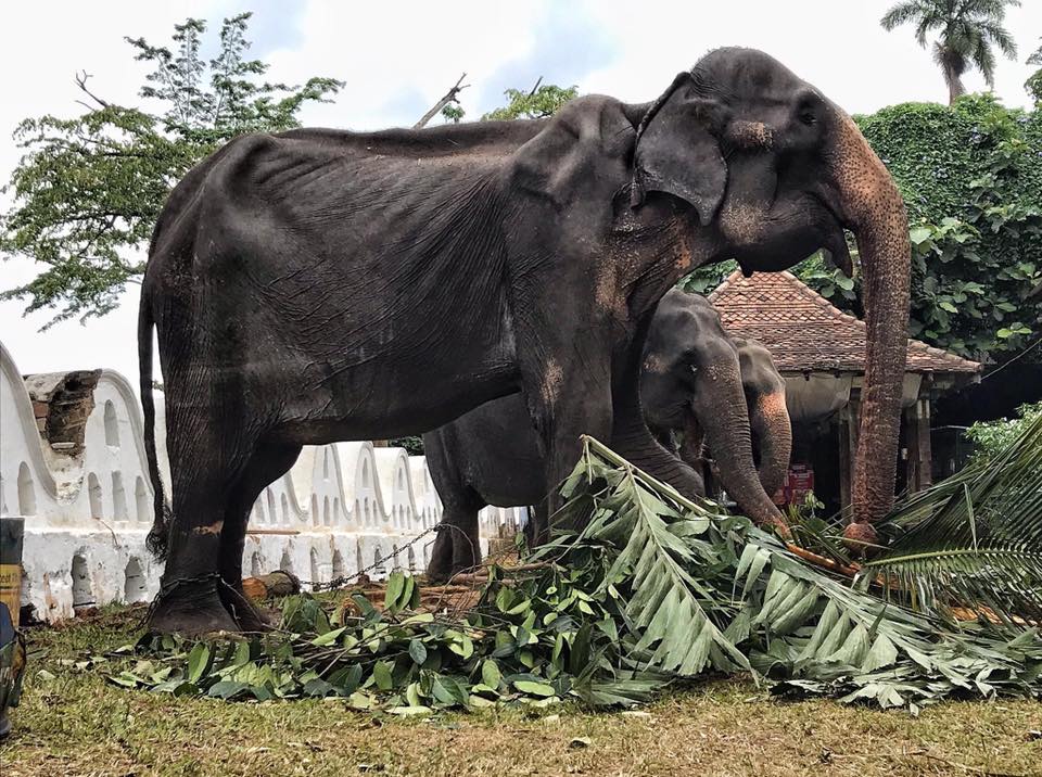 Die Save the Elephant Foundation