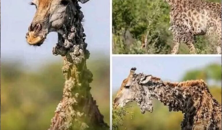 Unvergessliches 40. Jubiläum: Giraffe berührt das Internet 😊🐾