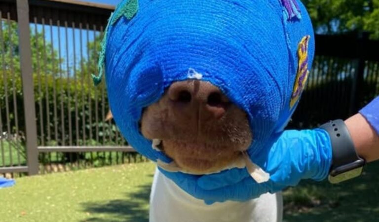 Wie Buddy, der Hund, der angezündet wurde, ein echtes Wunder vollbracht hat!