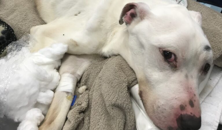 Dieser ausgehungerte Hund hat alle überrascht – sein Wunder wird dich zu Tränen rühren!