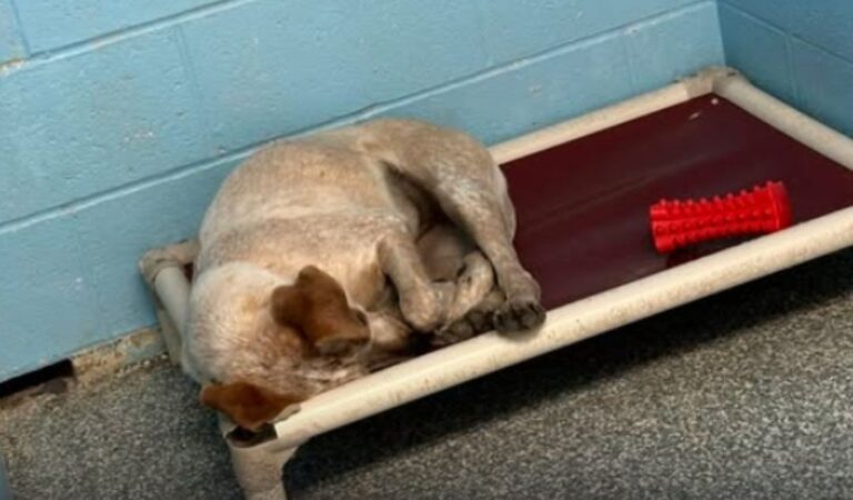 Hündin findet nach Trennung von ihrem Bruder ein neues Zuhause ❤️