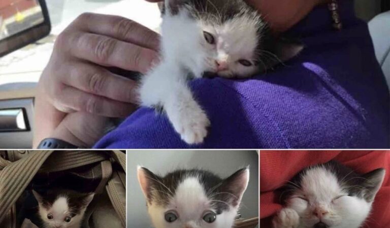 Die berührende Rettung des besonderen Kätzchens Zeke 🐾❤️