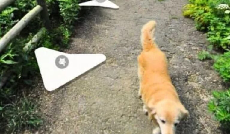 Maru – der Hund, der Google Maps eroberte 🐕