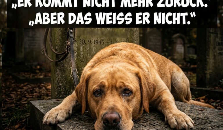 Drei Jahre gewartet: Die herzzerreißende Treue eines Hundes