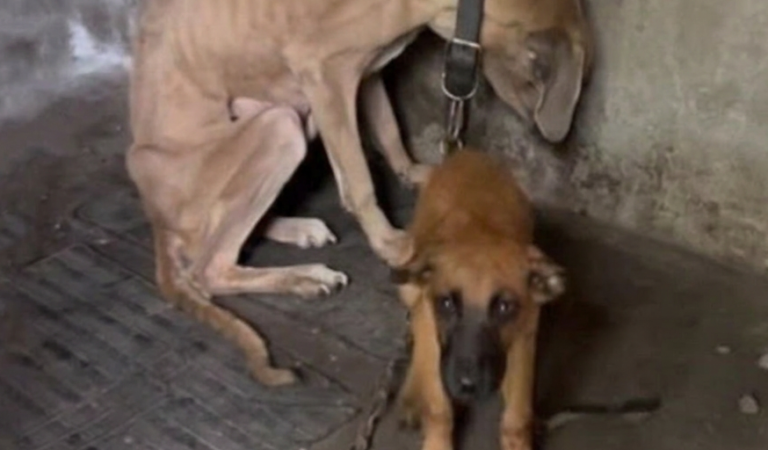 Angekettet und verhungert, doch ihr Welpe weicht nicht von ihrer Seite